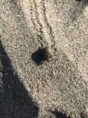 Philopedon plagiatum