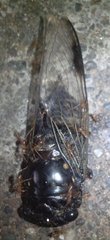 Cicadidae