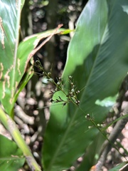 Scleria terrestris