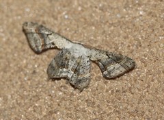 Phazaca leucocephala