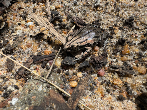 Senegal Running Frog