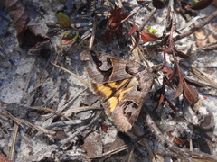 Drasteria occulta