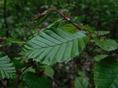 Carpinus betulus