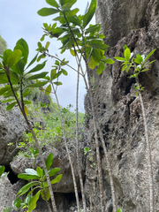 Bikkia tetrandra