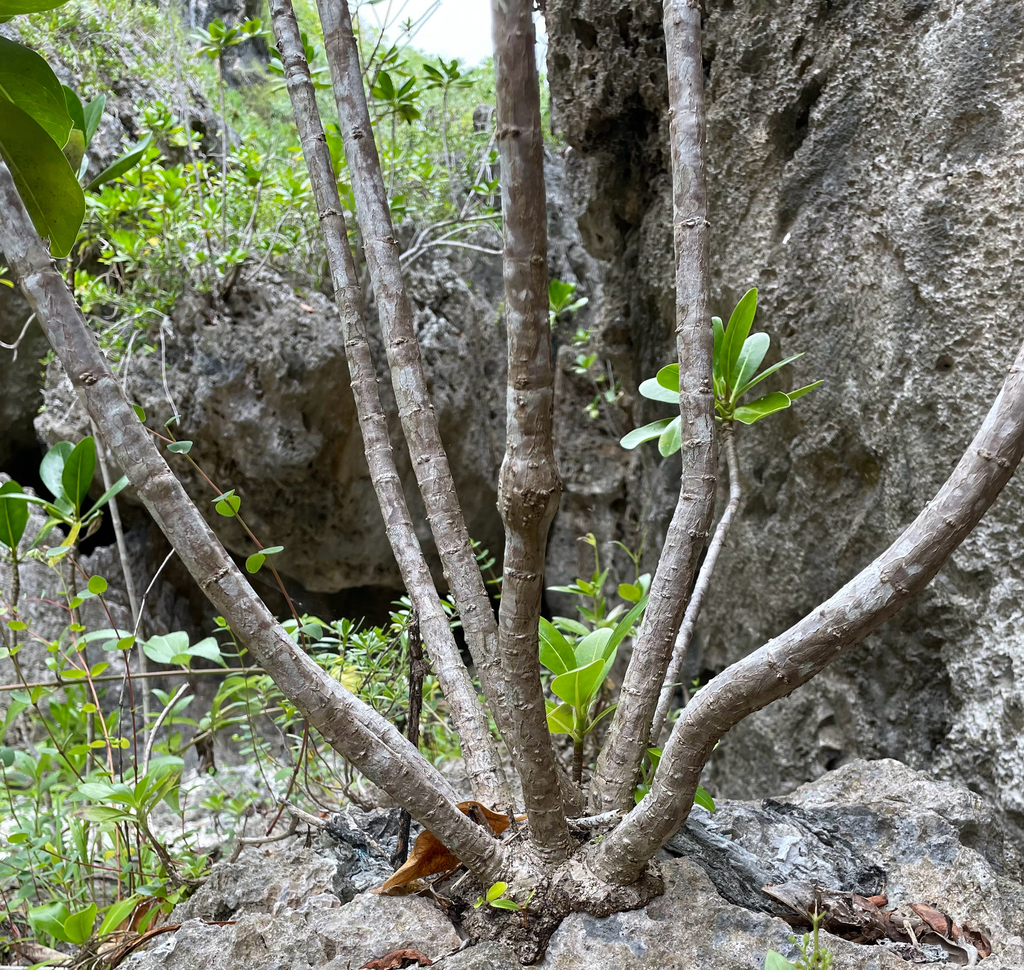 Bikkia tetrandra; photograph (c) nick_goldwater, some rights reserved (CC BY)