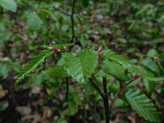 Carpinus betulus