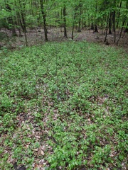 Carpinus betulus