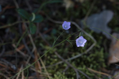 Common Harebell