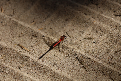 Ruddy Darter