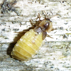 Lamprohiza mulsantii