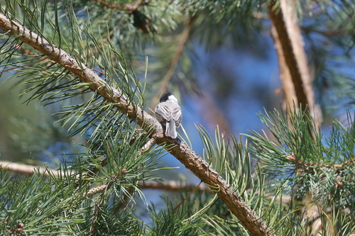 Willow Tit