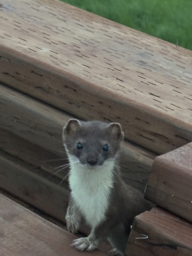 Eurasian Stoat