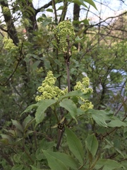 Sambucus racemosa