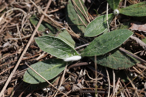 mouse-eared hawkweed