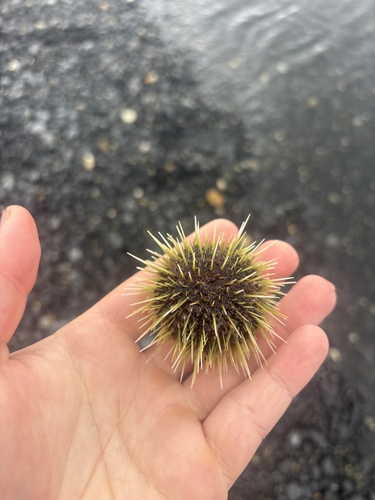 Arctic Green Sea Urchin
