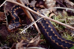 Vipera seoanei