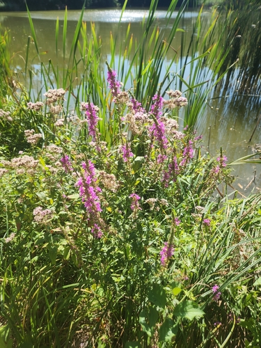 purple loosestrife