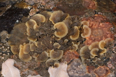 Dendrobeania lichenoides