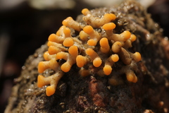 Heteropora pacifica