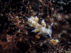 Eubranchus rupium