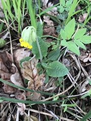 Primula veris