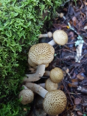Armillaria limonea