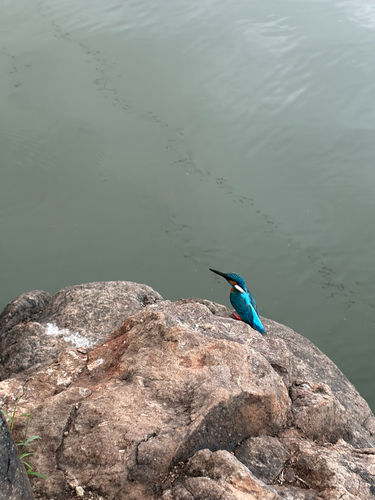 Common Kingfisher