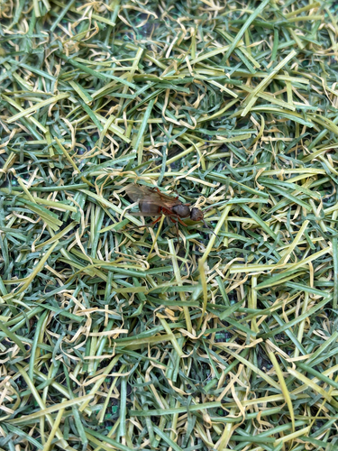 Black-backed meadow ant