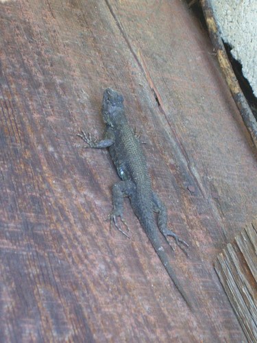iNaturalist observation photo of Western Fence Lizard