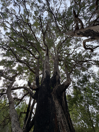 Angophora floribunda, photograph 6