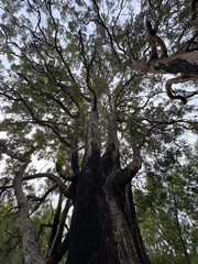 Angophora floribunda, photograph (c) Bryce Watts-Parker, some rights reserved (CC BY)