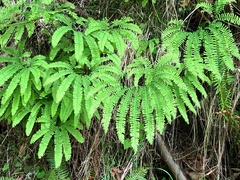 Adiantum aleuticum aleuticum