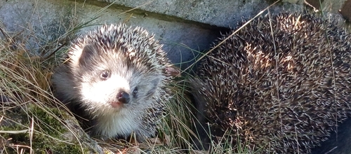 Northern White-breasted Hedgehog