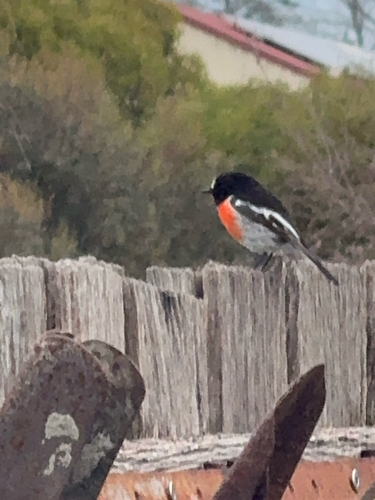 Scarlet Robin