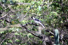 Cyanocorax mystacalis