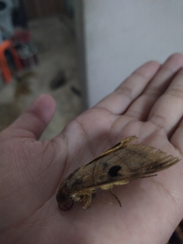 Yellow Underwing