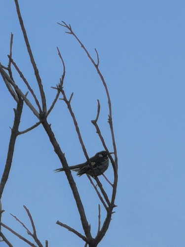 New Holland Honeyeater