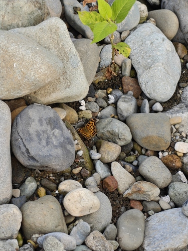 Asian Comma
