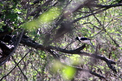 Cyanocorax mystacalis