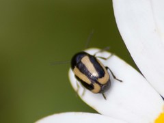 Cryptocephalus vittatus