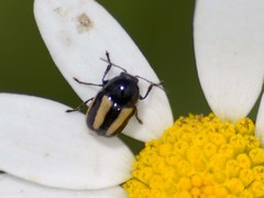 Cryptocephalus vittatus