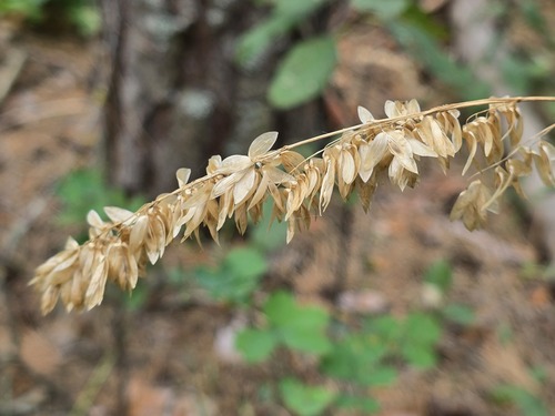 Melica altissima