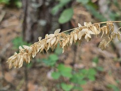 Melica altissima