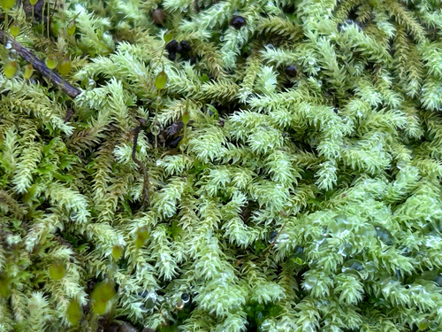 Pseudoleskeopsis imbricata, 2026-08-20