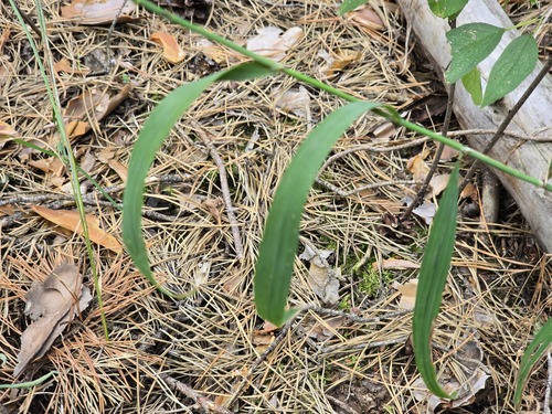 Melica altissima, photograph 1