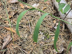 Melica altissima, photograph (c) Сергей Голубев, some rights reserved (CC BY)