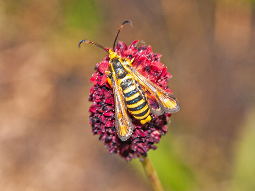 Bembecia albanensis