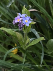 Myosotis sylvatica