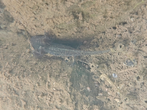 Red-tailed Knobby Newt