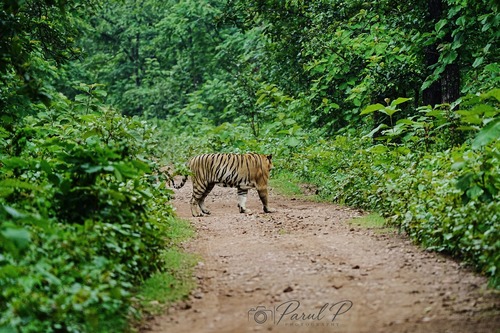 Bengal Tiger